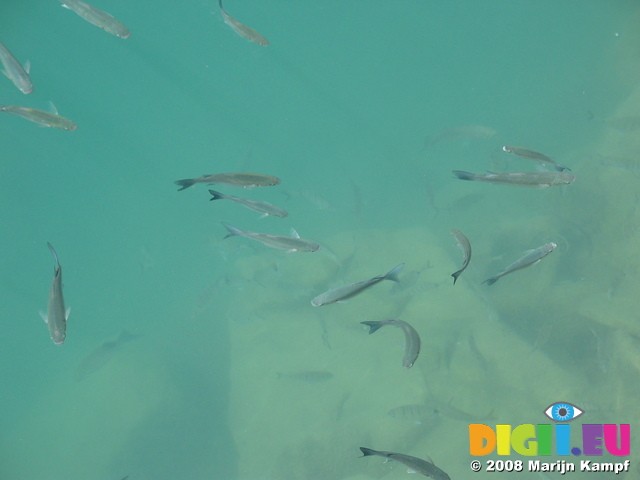 27619 Fish in Corralejo harbour